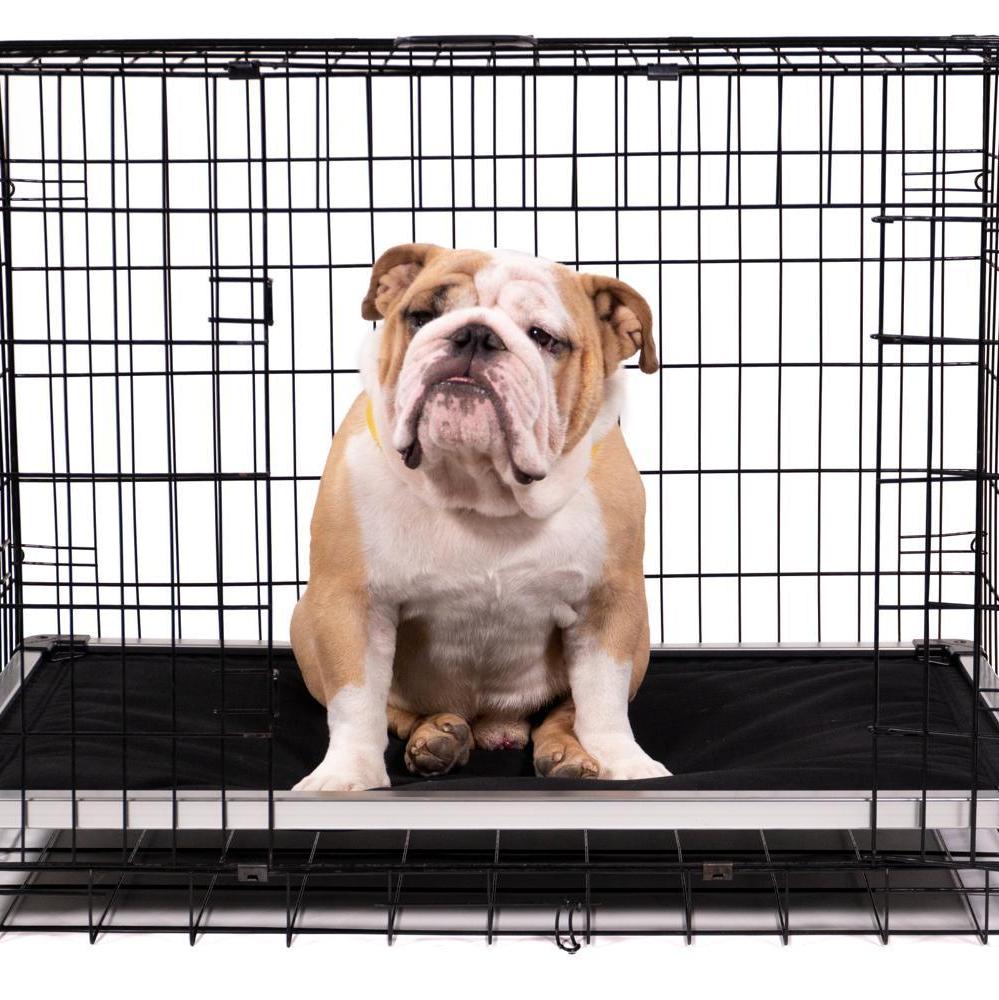 Chew Proof Armored™ Padded Dog Crate Bed